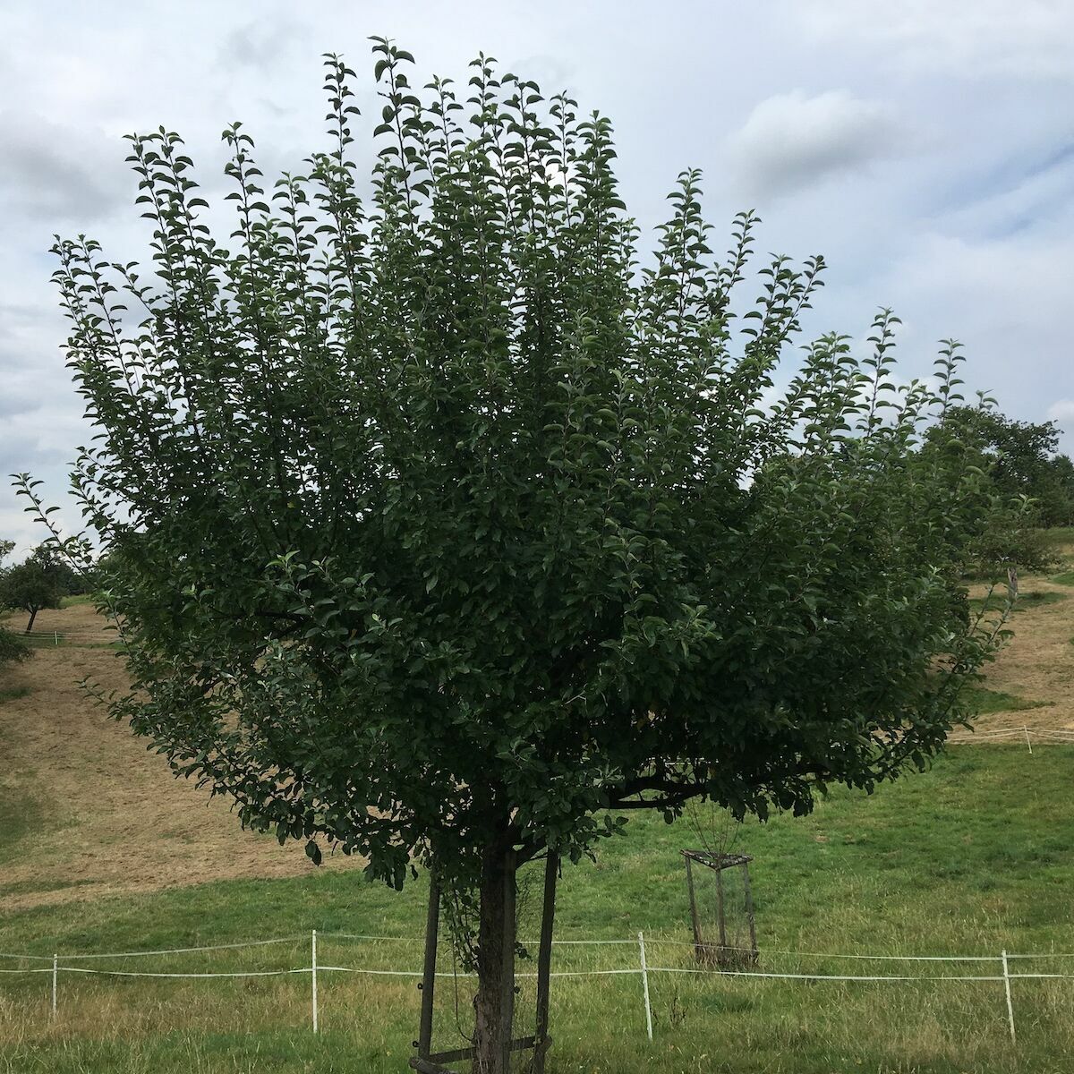Sommerschnitt bei Obstbäumen Streuobst.Land