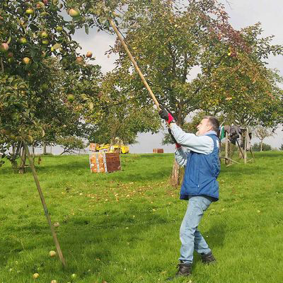 Thomas Wirtz auf der Obstwiese bei der Ernte