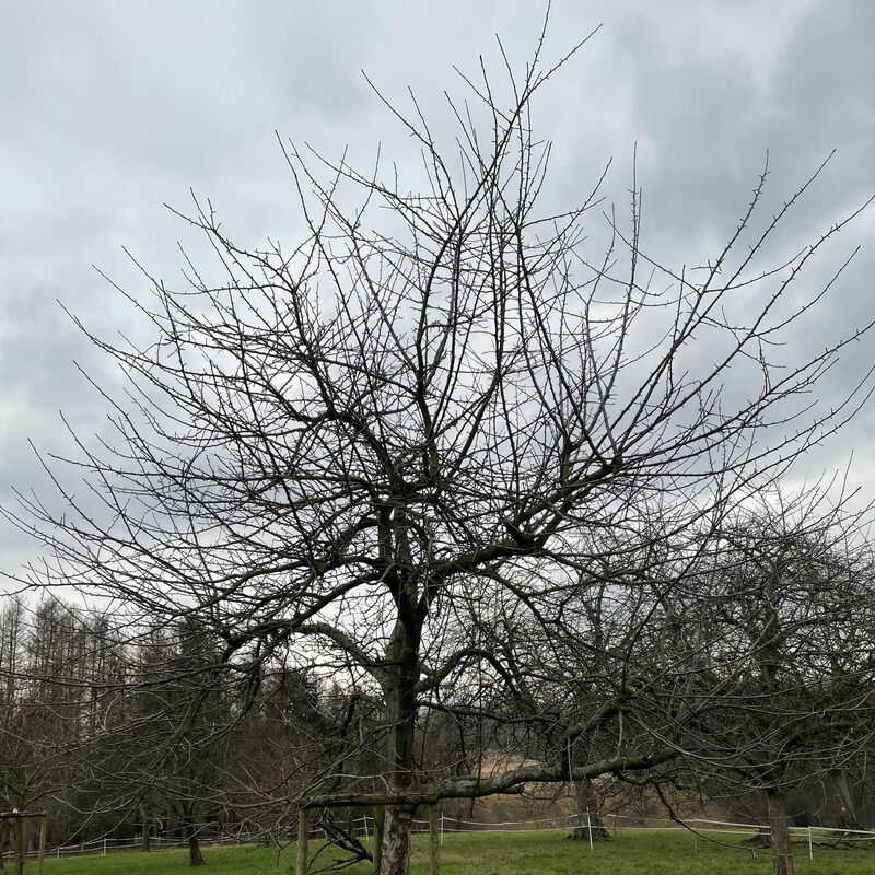 Obstbaumschnitt: Schwierige Fälle