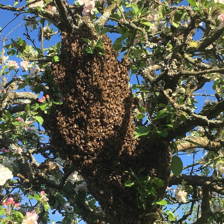 Bienenschwarm auf einer unserer Streuobstwiesen